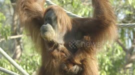 The adorable life of a baby orangutan