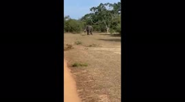 dangerous tusker nandimithra elephant chasing to jeeps to attack at yala sri lanka
