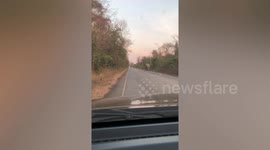 Passengers freeze with fear as hungry elephant rummages through pickup truck for food