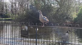 Protective mother Goose keeps look out over Gosling chicks whilst they're feeding