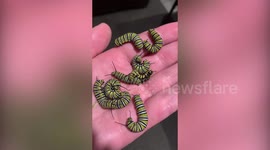 Mesmerising footage shows the incredible metamorphosis of Monarch Butterflies