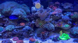 Red Sea 200 Gallon Saltwater Fish Tank with Beautiful Tropical Fish and Coral