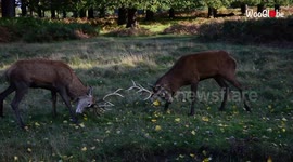 Red Deer Stag Fighting At Richmond Park