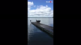 'Australian Shepherd takes an unintentional dip while stepping off the dock *DOG FAIL* 
'