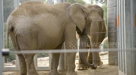 How zookeepers integrate new elephants into their new families