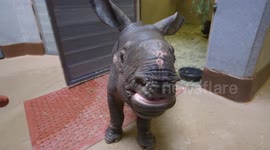 A day in the life of a rhino calf
