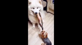 Samoyed dog and Yorkshire terrier can't share a toy