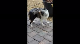 When you live in the Las Vegas desert and your puppy has never seen snow falling before