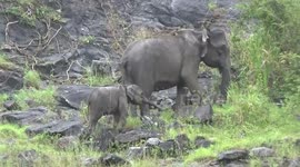 baby elephant and mom using big risky path  to find the food climbing a big mountain