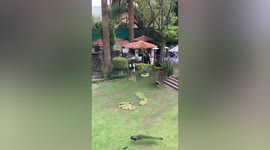 Giant crane bird attacks boy in restaurant garden in Mexico