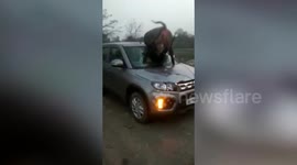Nilgai struggles to break free after smashing through car's windscreen in India