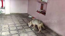 Fox comes to steal chicken but gets trapped in a house in western India