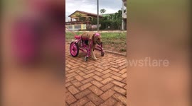 Disabled dog abandoned by owner finds new family and now rolls in custom PINK WHEELCHAIR