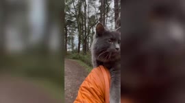 Meet Pōhaku, the cat who loves to go on hikes and bike rides