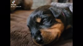Rottweiler puppy only days old is sound asleep and dreaming of a happy life