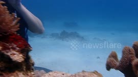 Diving, Playing and Finding Nemos and Friends