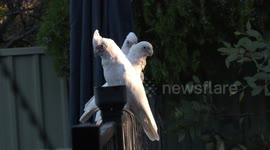 White Cockatoos (Little Corellas) drop in for sunset drinks.