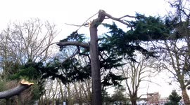 Storm Eunice tears top off huge pine tree in Bishops Park, Fulham, London UK