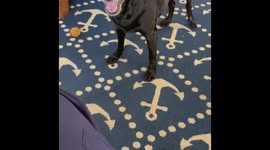 Dog diagnosed with terminal cancer gets a gift from her favorite company