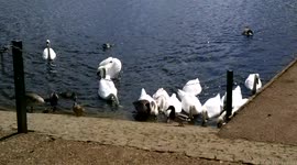 Day Out In Willen Lake Wild Animals in willen lake  Milton Keynes