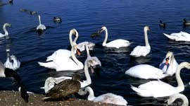 Day Out In Willen Lake Wild Animals in willen lake Milton Keynes