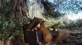 Funny Red Squirrel bounced the peanut box lid on his head several times.