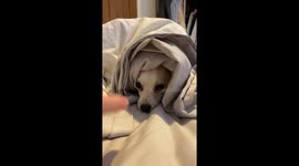 when your puppy won't get out of bed