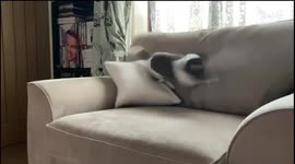 Jack Russell Therapy: Mental Health dog lets off steam doing 'zoomies' after busy day at work