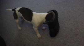 Jack Russell gets head stuck in boot while trying to retrieve a ball it wants to play with