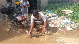 Monitor lizard with head trapped in can rescued after falling into pond in India