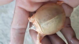 Marine biologist finds newborn turtle with orange body in his aquarium