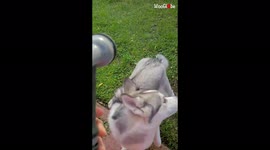 ''Husky vs. Water Hose' is the friendly fight you didn't know you needed to see '