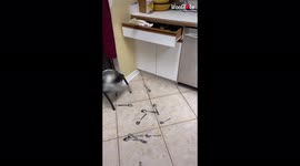 Mischievous cockatoo invades owner's kitchen and drops cutlery on floor