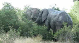 Tree-destroying massive male elephants have duel over dominance in South Africa