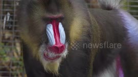 Learn all about the colorful and unique Mandrill