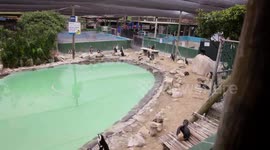 Abandoned orphan penguins enjoy a hand-fed fish feast