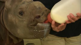 Baby rhino guzzles gallons of milk each day by keeper's hand