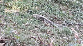 Giant lizard seen near the river!  Sorocaba River, São Paulo, Brazil