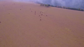 ganado vacuno entre la niebla en una pradera