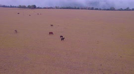 rebaño de vacas y toros huyendo de un dron en un duia de niebla