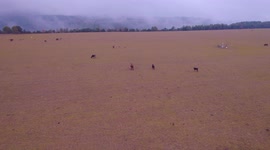 rebaño de vacas y toros entre la niebla