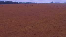 video aereo con dron y efecto vertigo de un rebaño de vacas y toros en un dia nublado