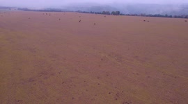 vuelo rasante    de    dron    entre rebaño de vacas y toros