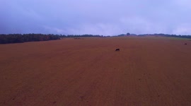 revelacion aerea de manada de vacas y toros en un dia nublado