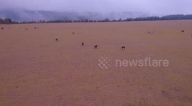 Herd of cows and bulls in the fog