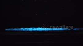 Stunning bioluminesce water in San Diego returns to dazzle and satisfy