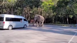 Wild elephant wanders through car park before grabbing food from bin