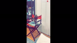 'Impish cat caught fighting with a... chair! '