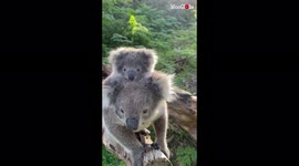 Too cute! Mother and baby koalas are insanely adorable