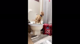 'This cat has been trained to use its hoomans' toilet
'